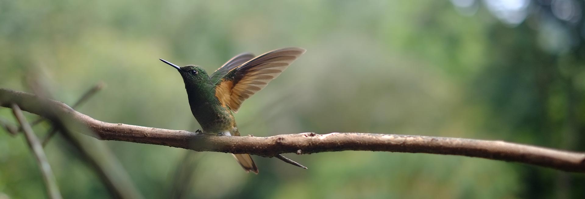 header_hummingbird