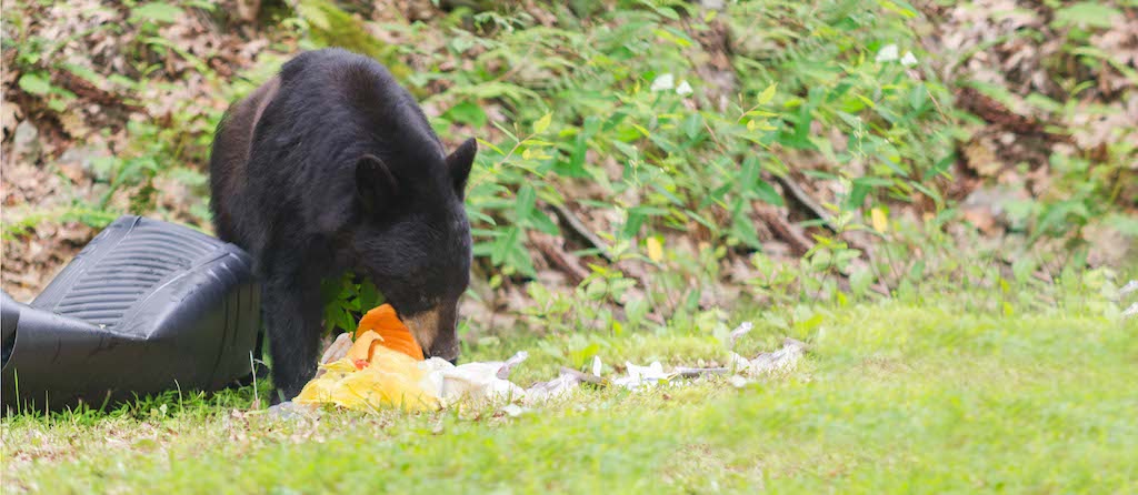 Black Bear eating Trash.