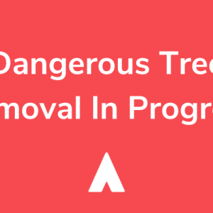 Updated: Dangerous Tree Removal