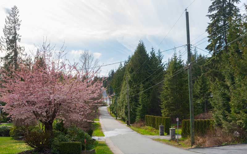 Tree management